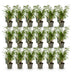 18x Fargesia Rufa - Evergreen, Non-Invasive Bamboo, 35cm Bild 2
