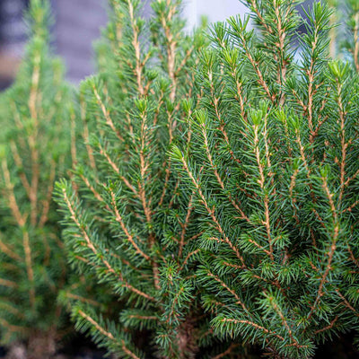 Mini-Kerstboom - Chamaecyparis - 25-30 cm