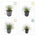 Ziergras 'Elijah Bleu' (Festuca glauca): 48x 10-25cm Bild 4