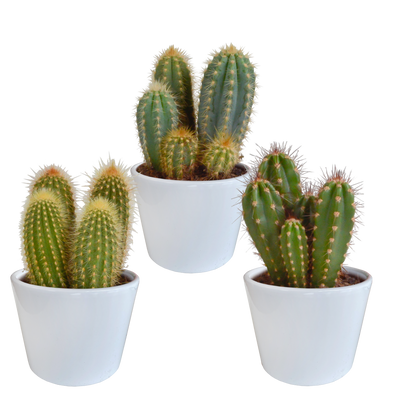 3er Cereus-Mischung 10,5 cm Topf - Vielfalt in Weiß