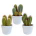 3er Cereus-Mischung 10,5 cm Topf - Vielfalt in Weiß Bild 1