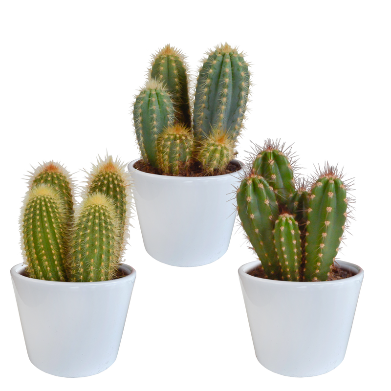 3er Cereus-Mischung 10,5 cm Topf - Vielfalt in Weiß