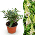 Buddleja Butterfly Candy Little White - Butterfly Bush, compact, white Bild 1