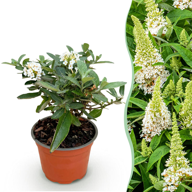 Buddleja Butterfly Candy Little White - Butterfly Bush, compact, white