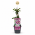 6x Clematis Piilu - Kleine Ente Waldrebe - Weiß - Rosa - Kletterpflanze - Ø9cm - ↕35cm Bild 2