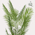 Künstliche Goldpalme Areca Lutescens 240 cm – Tropisches Grün Bild 4
