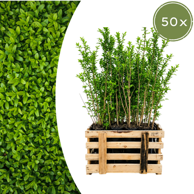 Paletten-Angebot Heckenpflanzen: 50 Ligustrum Ovalifolium ↕ 80-100 - Ø 19cm | Mini-Palette