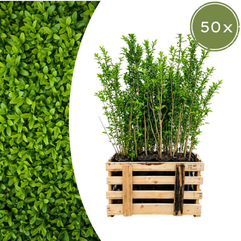 Paletten-Angebot Heckenpflanzen: 50 Ligustrum Ovalifolium ↕ 80-100 - Ø 19cm | Mini-Palette