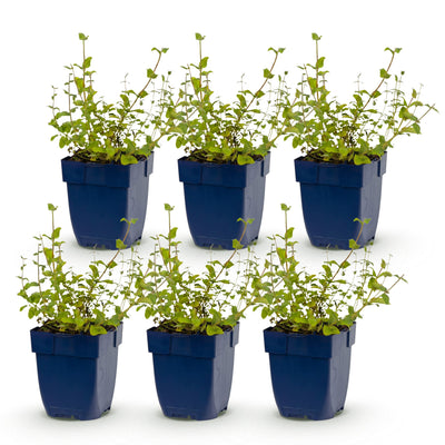 Green boutiQ - Stauden - Nepeta rac. Grog - Katzenminze - Bienchen- und Schmetterlingsanzieher - Blau - 6 Pflanzen - Topf 11cm - Höhe 15-25cm