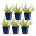Green boutiQ - Stauden - Nepeta rac. Grog - Katzenminze - Bienchen- und Schmetterlingsanzieher - Blau - 6 Pflanzen - Topf 11cm - Höhe 15-25cm Bild 2