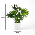Philodendron Lickety Split, Grün, Topf 19cm, Höhe 70cm, pflegeleicht Bild 3