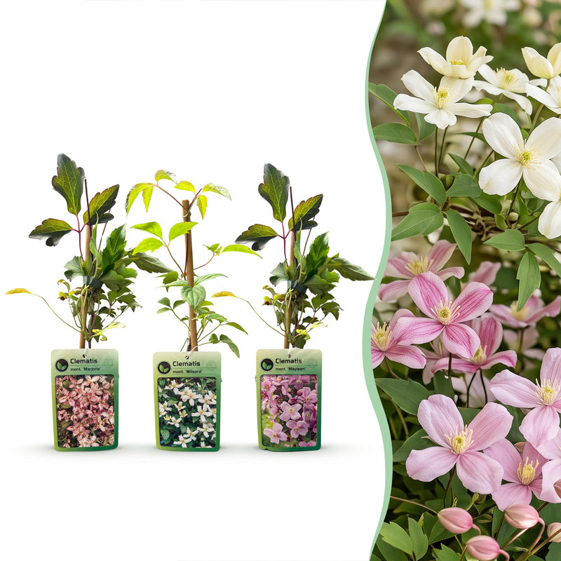 6x Clematis montana Tricolour - Kletterpflanze Ø9cm H35cm