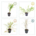 48x Hakonechloa macra - ↕10-25cm - Ø9cm Bild 4
