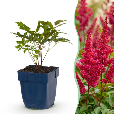 Green boutiQ - Perennial - Astilbe (A) Fanal - False Spirea - Shade - Red - 24 Plants - Pot 11 cm - Height 15–25 cm