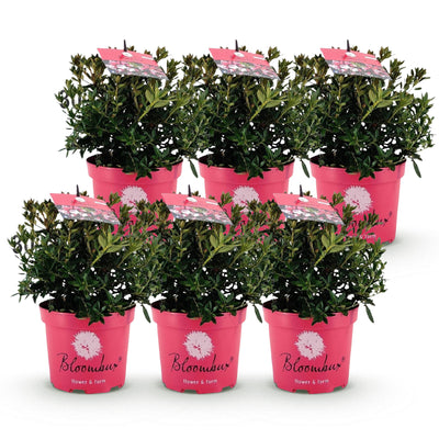 Green boutiQ Zwerg-Rhododendron Bloombux Magenta, 6er-Pack