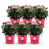 Green boutiQ Zwerg-Rhododendron Bloombux Magenta, 6er-Pack Bild 2