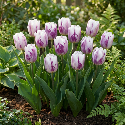 120x Tulipa Flaming Flag – Weiße & Lila Frühlingsblüher – Zwiebelgröße 11/12