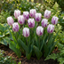 120x Tulipa Flaming Flag – Weiße & Lila Frühlingsblüher – Zwiebelgröße 11/12 Bild 2