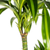 Dracaena Hawaiian Sunshine mit Korb, 130-150cm Bild 4