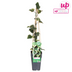 Efeu 'Dentata Variegata' - Kletterpflanze Ø15cm - ↕65cm Bild 2