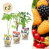 GreenboutiQ Obstpflanzen: Johannisbeere, Himbeere, Brombeere (6er Set) Bild 1