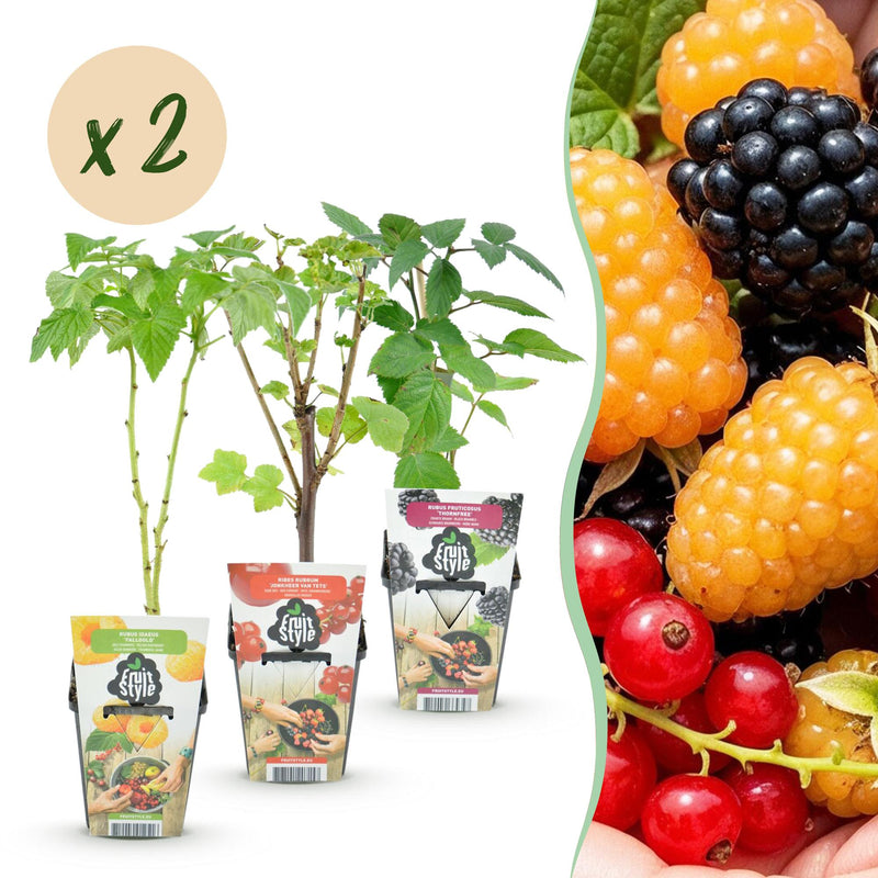 GreenboutiQ Obstpflanzen: Johannisbeere, Himbeere, Brombeere (6er Set)