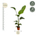 2x Strelitzia Nicolai (Baum-Strelitzie) - 100cm - Ø17 Bild 3