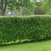 Paletten-Angebot Heckenpflanzen: 50 Carpinus Betulus ↕ 80-100 - Ø 19cm | Mini-Palette Bild 8