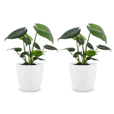 Green boutiQ - Monstera Deliciosa - Fensterblatt - 2 Pflanzen - mit Weißem Topf - Topf 12cm - Höhe - 30cm