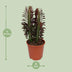 Euphorbia Trigona Rubra (Afrikanischer Milchbaum) - Ø12cm Topf, 40cm Höhe Bild 2