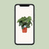 Calathea Orbifolia, elegant houseplant, Ø21cm, H65cm Bild 5
