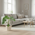 Alocasia Low Rider: Tropical Flair for Your Home (40cm, Ø12cm) Bild 2