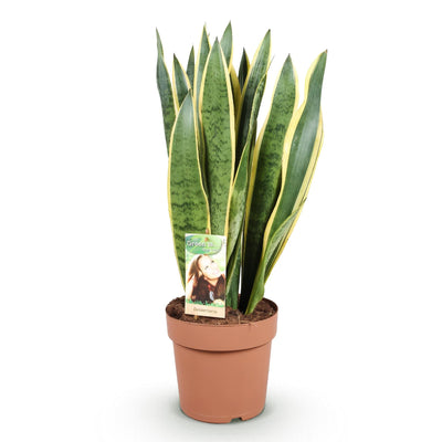 Sansevieria Laurentii: Pflegeleichte Zimmerpflanze mit gelben Rändern