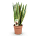 Sansevieria Laurentii: Pflegeleichte Zimmerpflanze mit gelben Rändern Bild 2
