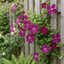 6x Clematis Rouge Cardinal - Waldrebe Rouge Cardinal - Rot - Kletterpflanze - Ø9cm - ↕35cm Bild 4