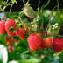Bio-Erdbeerpflanze 'Delizzimo' - Rote Früchte, Ø13cm, ↕45cm Bild 4