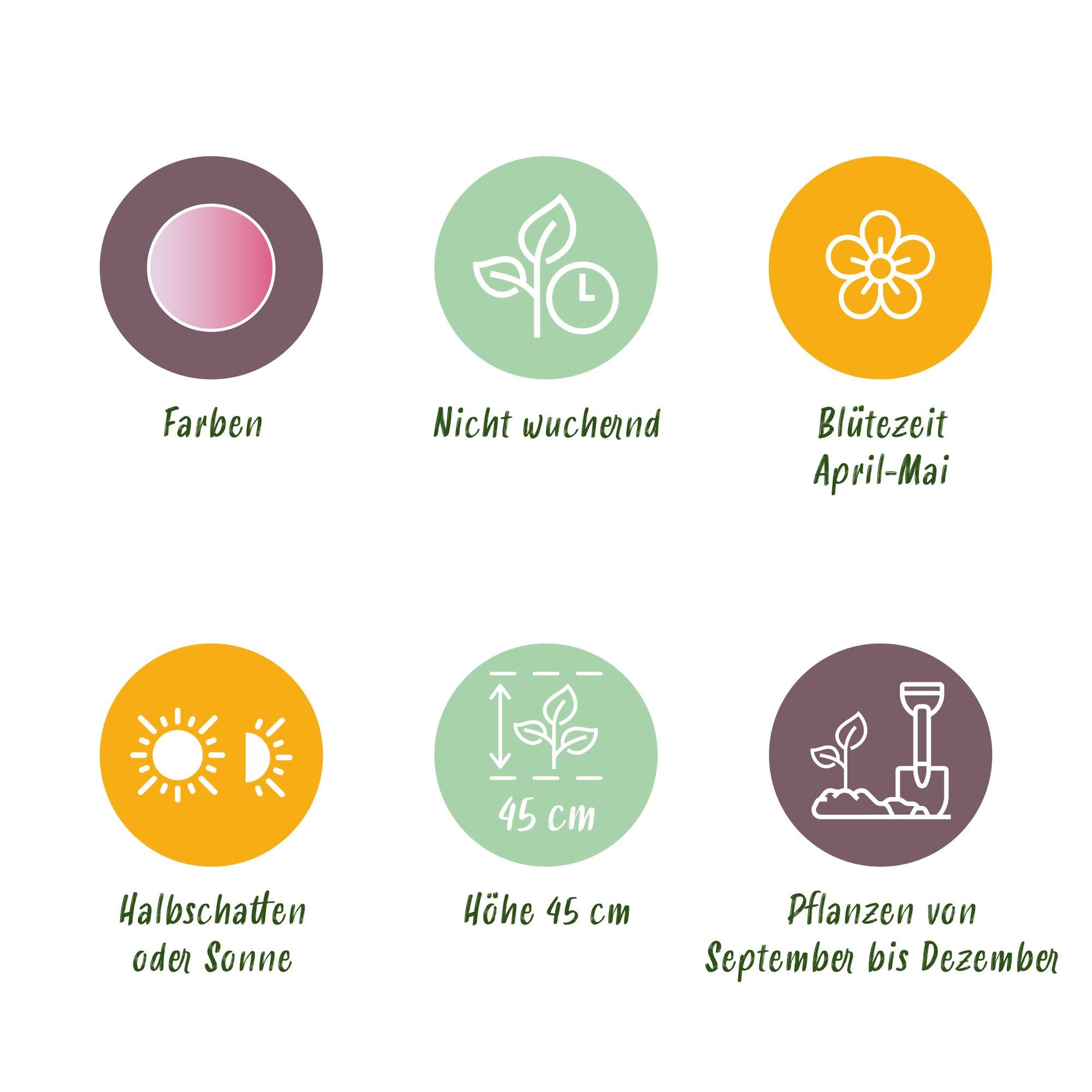 GreenboutiQ - Blumenzwiebeln - Tulp Double Pink - Bulbs Hardy Perennial - Farbe Rosa - 12 Stück - Zwiebelgröße 11/12 - XXL Pack