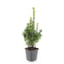 24x Buchsbaum (Buxus Sempervirens) 10-25cm, Ø9cm Bild 2