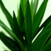 Green boutiQ - Zimmerpflanze - Yucca elephantipes - Yucca - Wenig Pflege - Grün - 1 - Topf 19cm - Höhe 95cm Bild 4