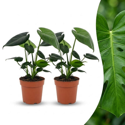 Green boutiQ - Monstera Deliciosa - Fensterblatt - 2 Pflanzen - Topf 12cm - Höhe - 30cm