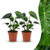 Green boutiQ - Monstera Deliciosa - Fensterblatt - 2 Pflanzen - Topf 12cm - Höhe - 30cm Bild 1