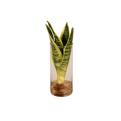 Sansevieria im Zylinderglas - Pflegeleichte Zimmerpflanze Ø12cm H30cm