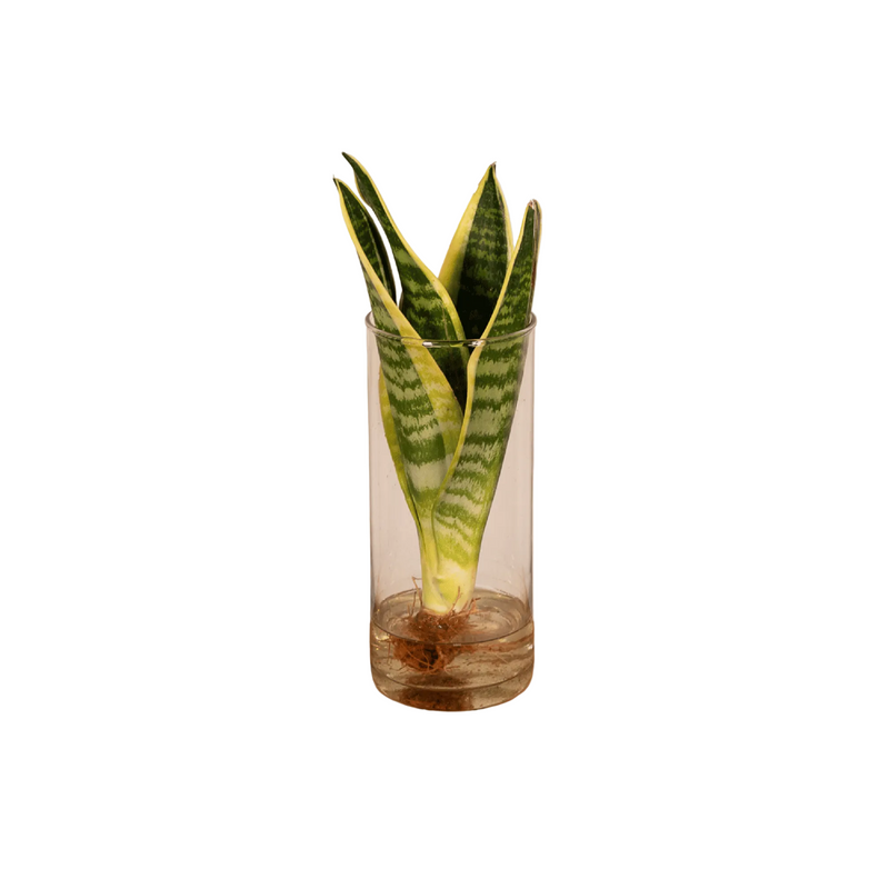 Sansevieria im Zylinderglas - Pflegeleichte Zimmerpflanze Ø12cm H30cm