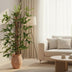 Philodendron Pedatum: Große Zimmerpflanze (ca. 120cm) im Ø24cm Topf Bild 3