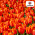 Tulpenzwiebeln Dafeng – 20 Stück | KH Bloembollen® | Orange Tulpe – Großblütig & Elegant – Für Garten oder Topf – Größe 11/12 – Frisch vom Züchter! Bild 1