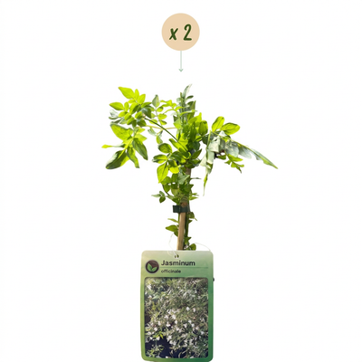 2x Echter Jasmin 'Mayleen' - Kletterpflanze im 9cm Topf, 35cm hoch