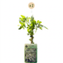 2x Echter Jasmin 'Mayleen' - Kletterpflanze im 9cm Topf, 35cm hoch Bild 2