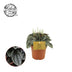 Peperomia Napoli Nights Zimmerpflanze im 10,5cm Topf Bild 2