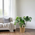 Monstera in basket - Swiss cheese plant Ø21cm, ↕60cm Bild 3