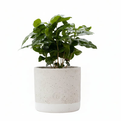 Coffea Arabica Kaffeepflanze im Jade-Keramiktopf Ø 12cm, H 20cm